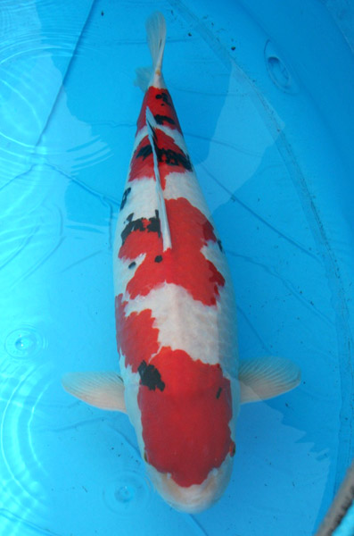 Award Koi Image
