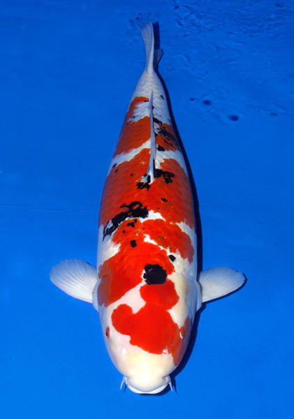 Award Koi Image