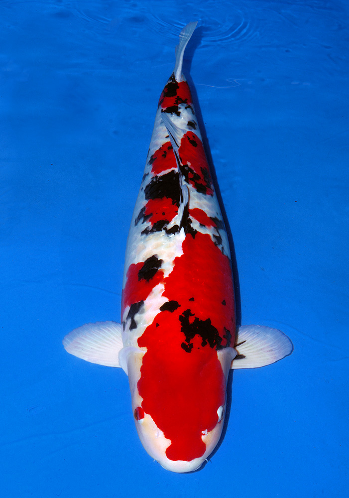 Award Koi Image