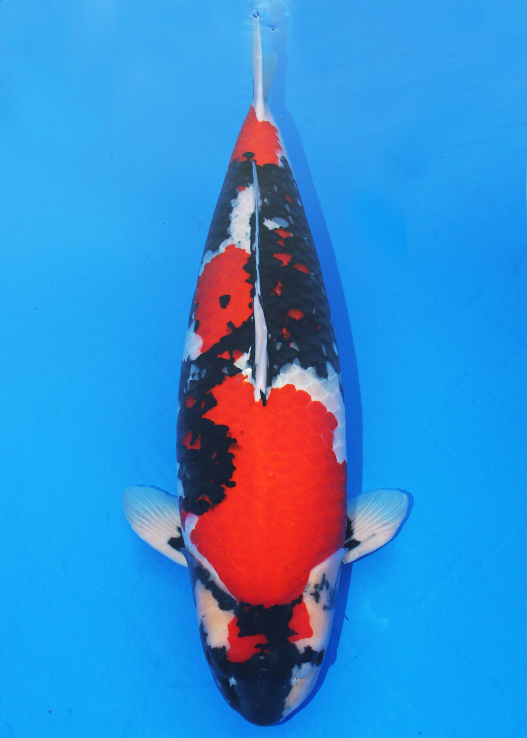 Award Koi Image