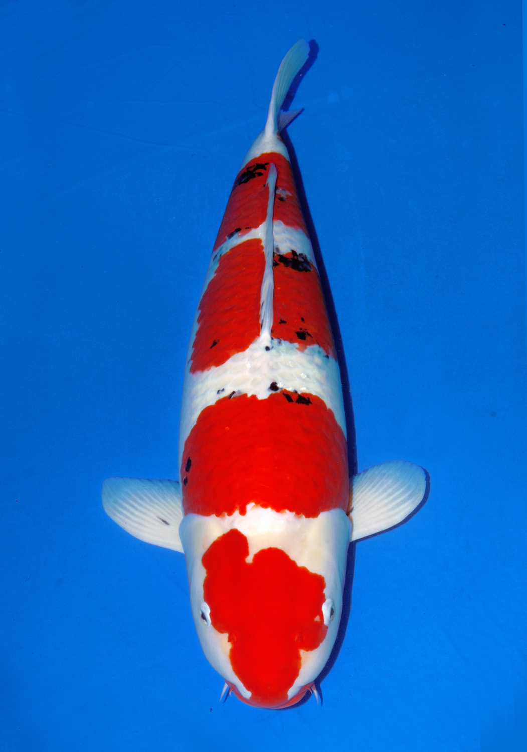 Award Koi Image