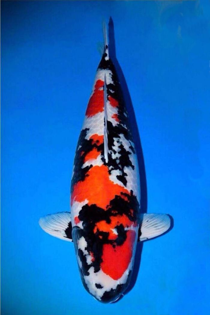 Award Koi Image