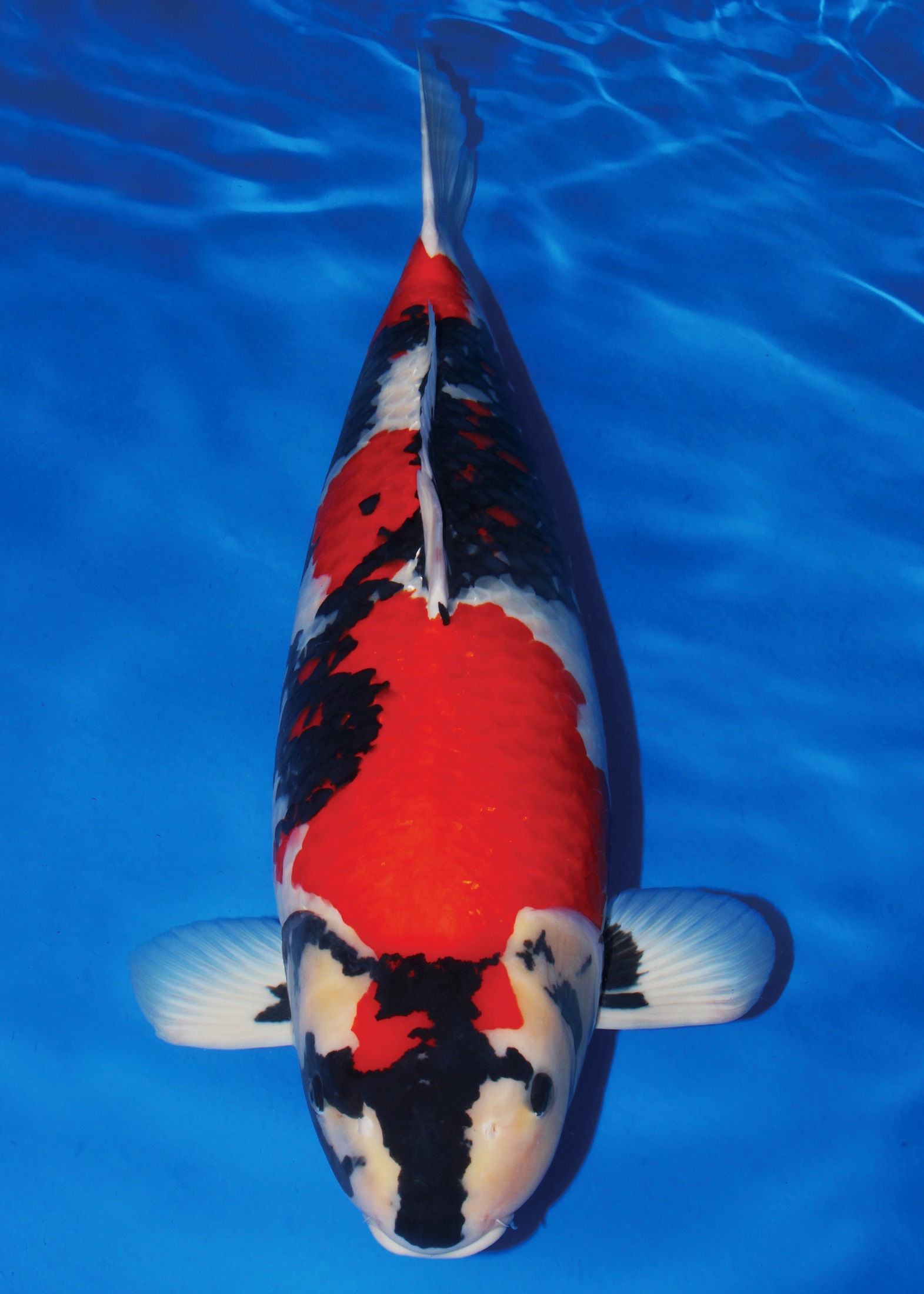 Award Koi Image