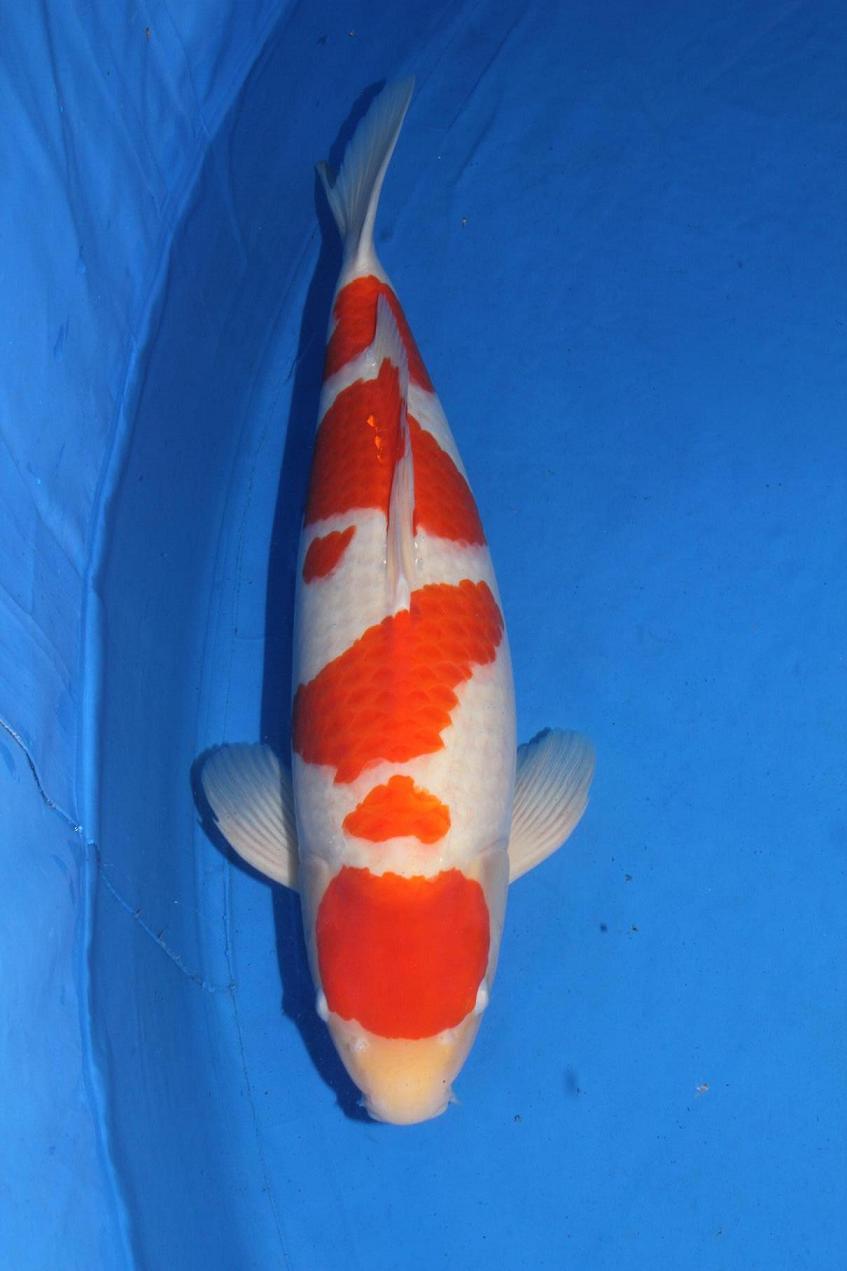 Award Koi Image