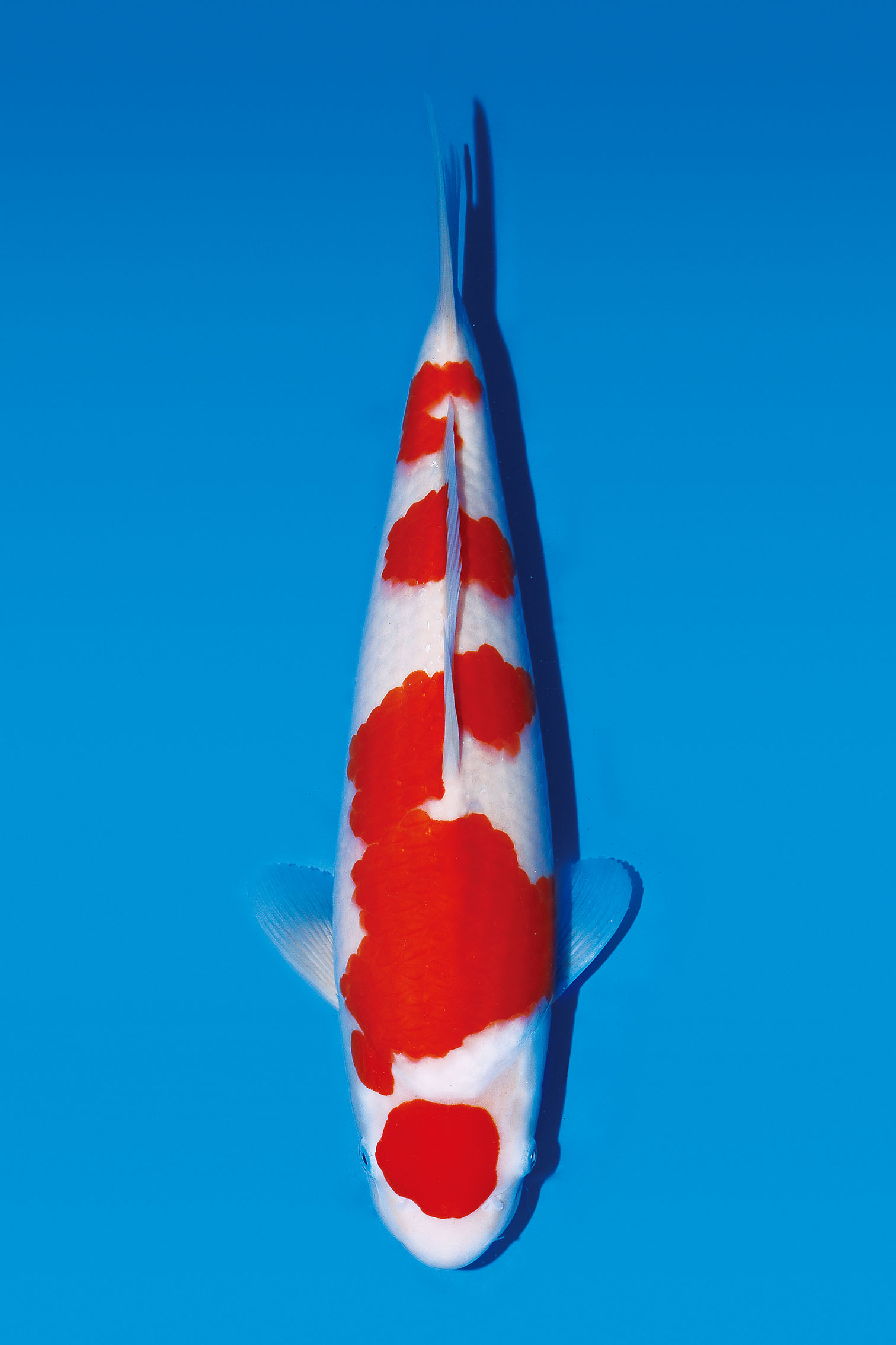 Award Koi Image