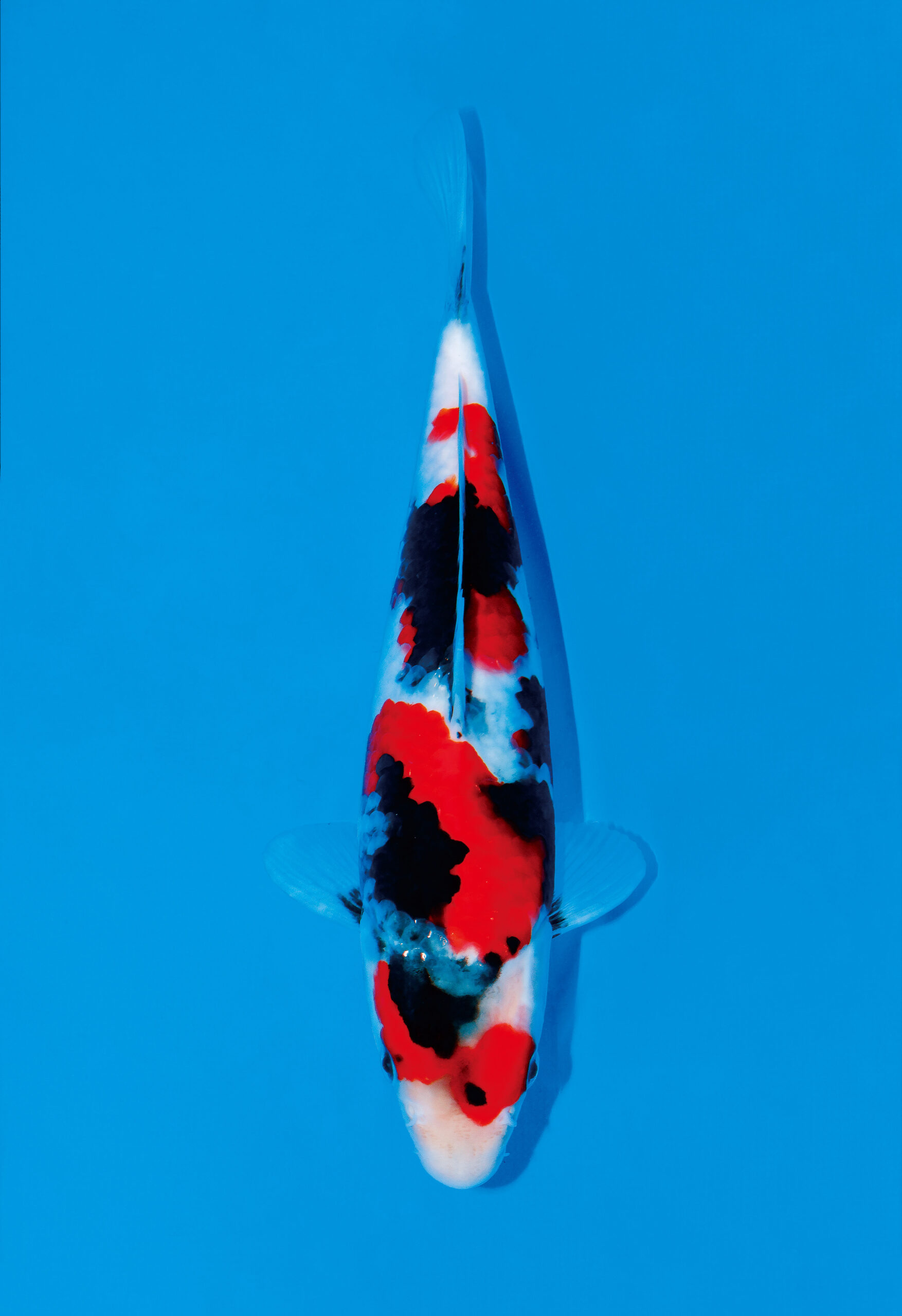 Award Koi Image