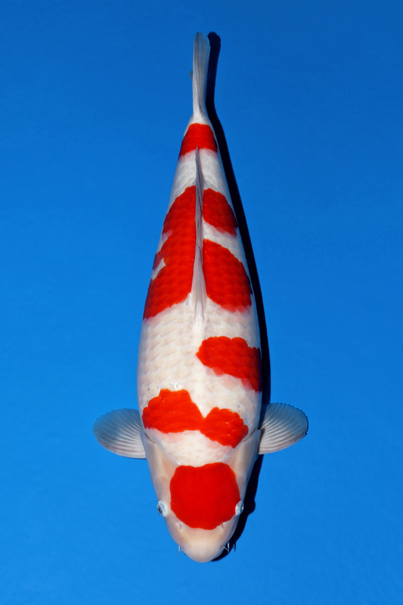 Award Koi Image