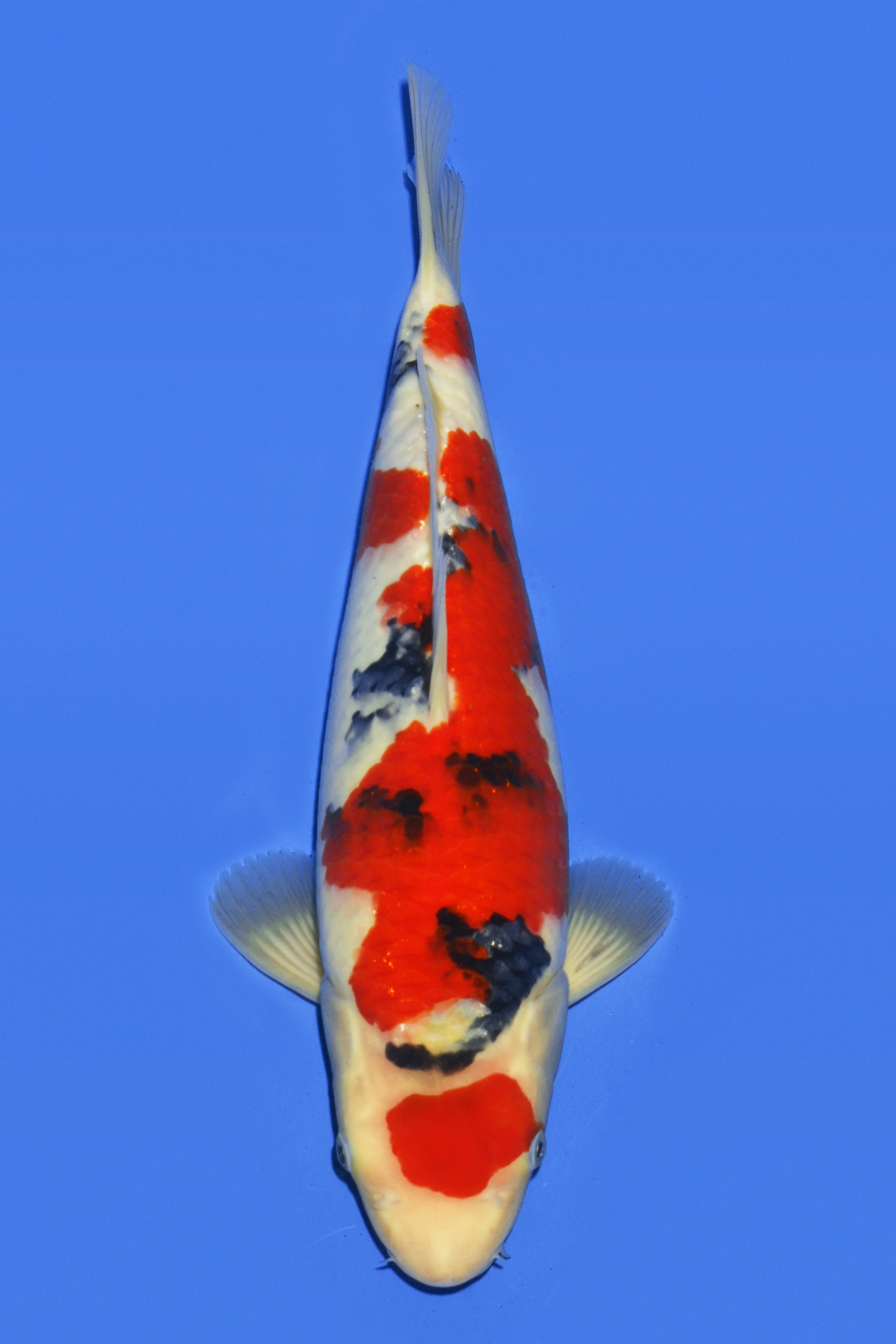 Award Koi Image