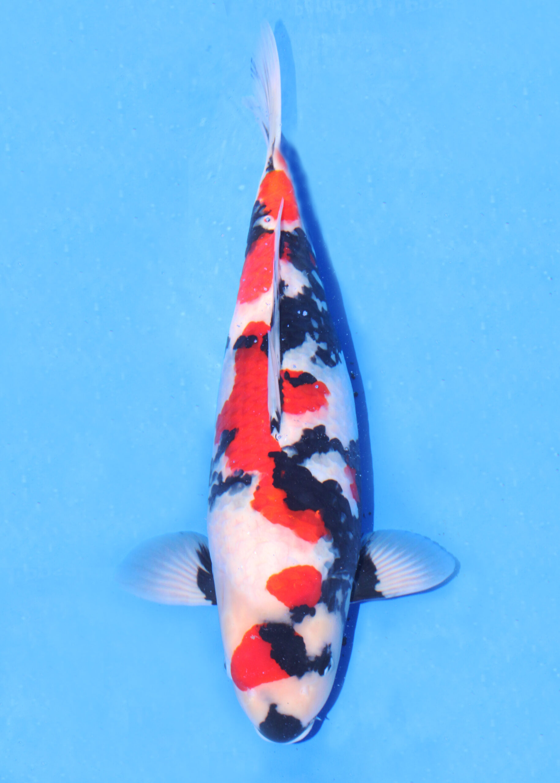 Award Koi Image