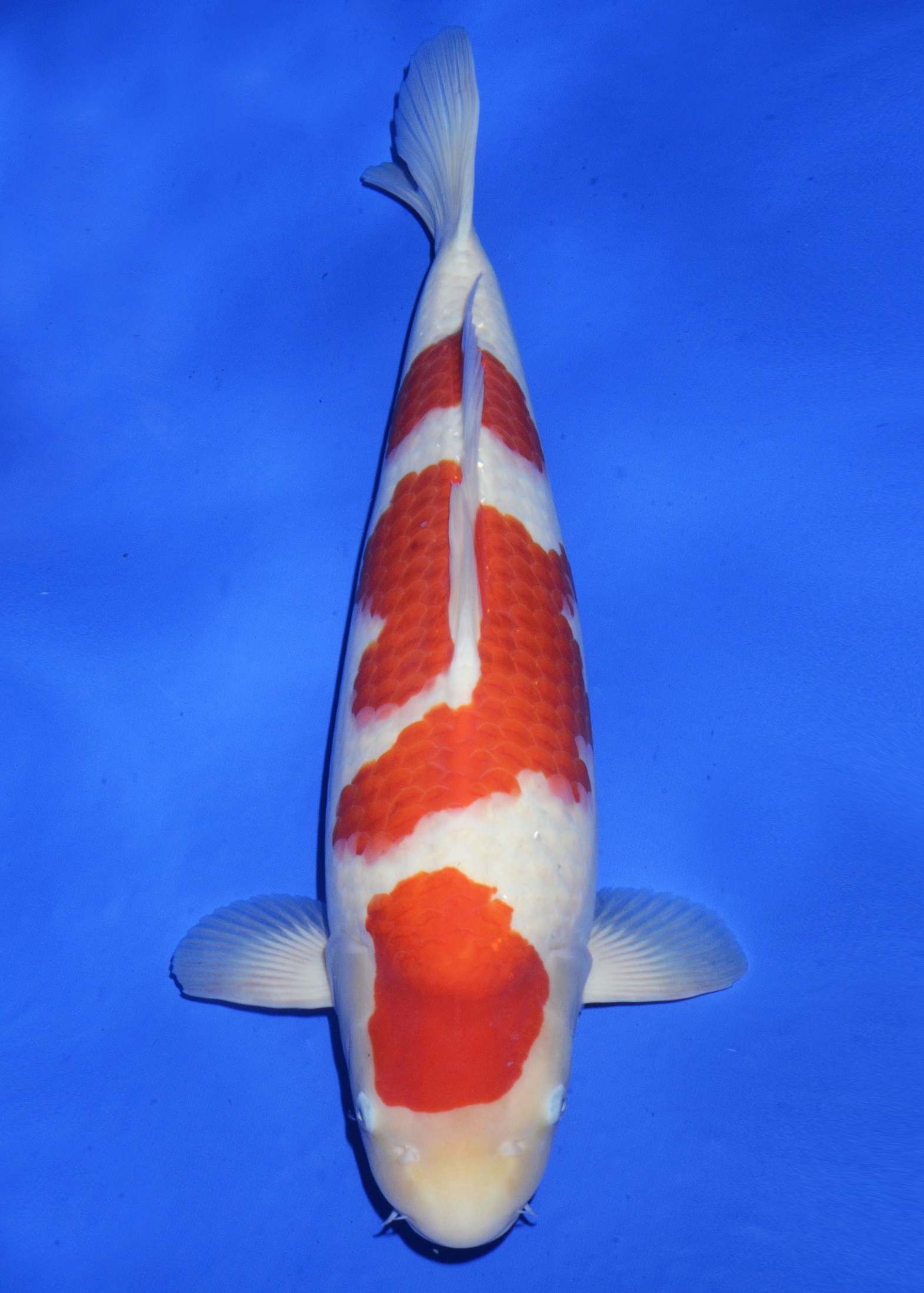 Award Koi Image