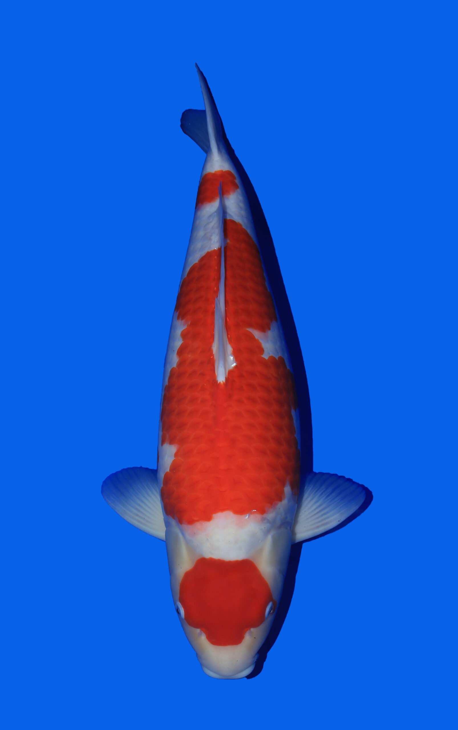 Award Koi Image