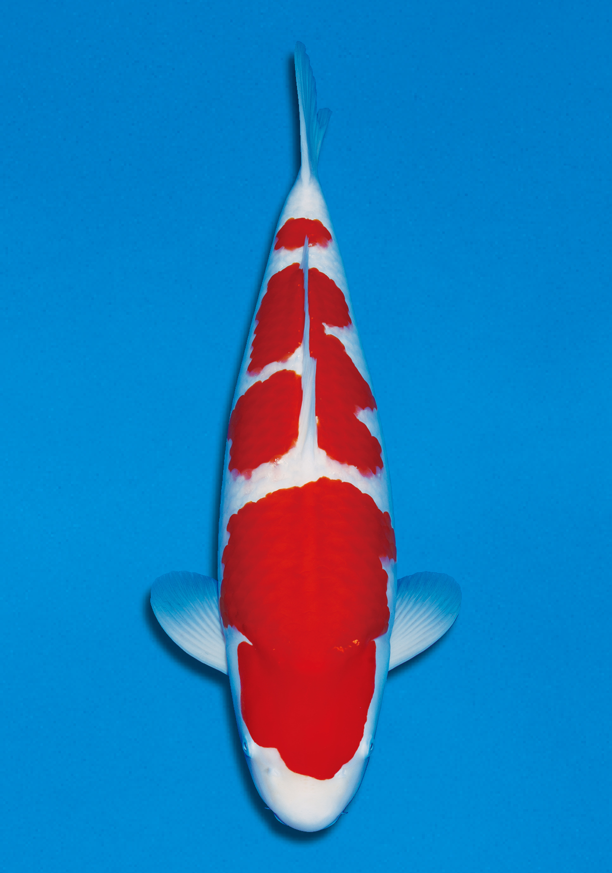 Award Koi Image