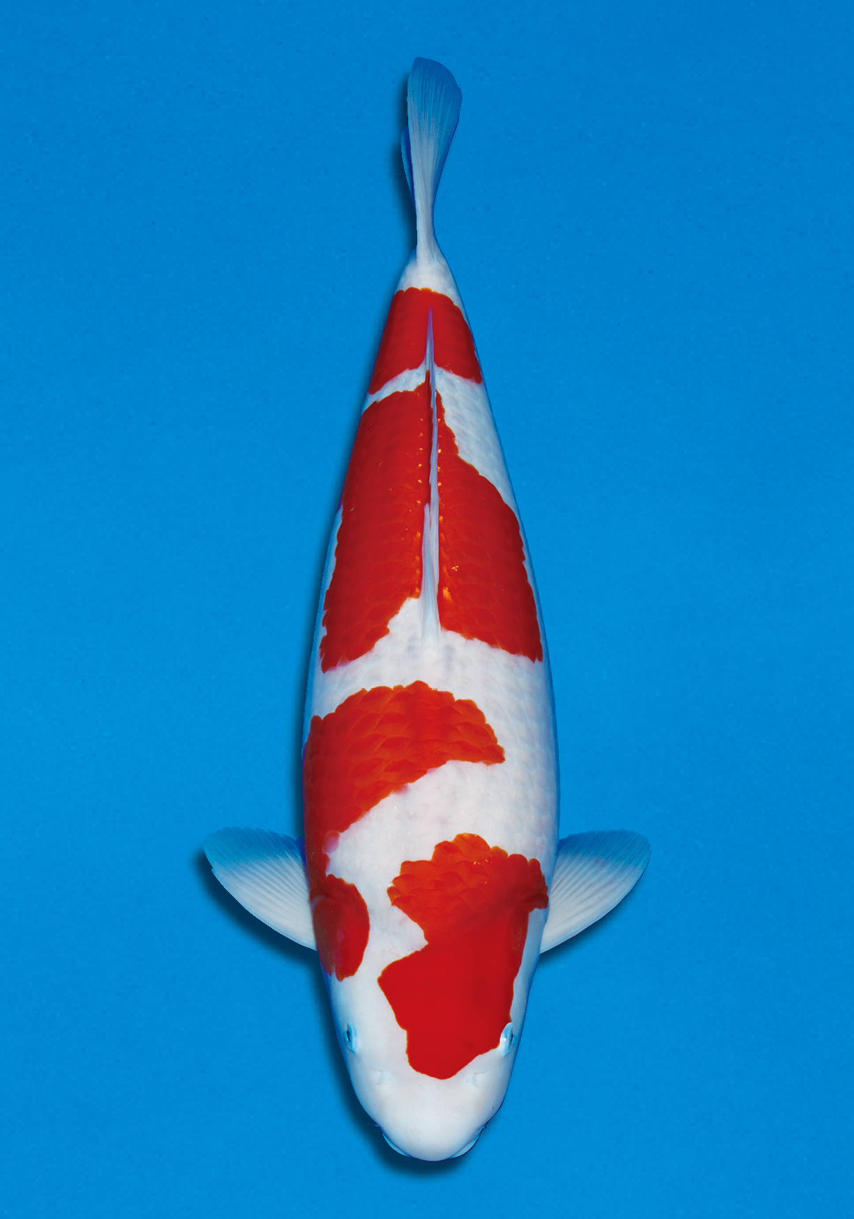 Award Koi Image