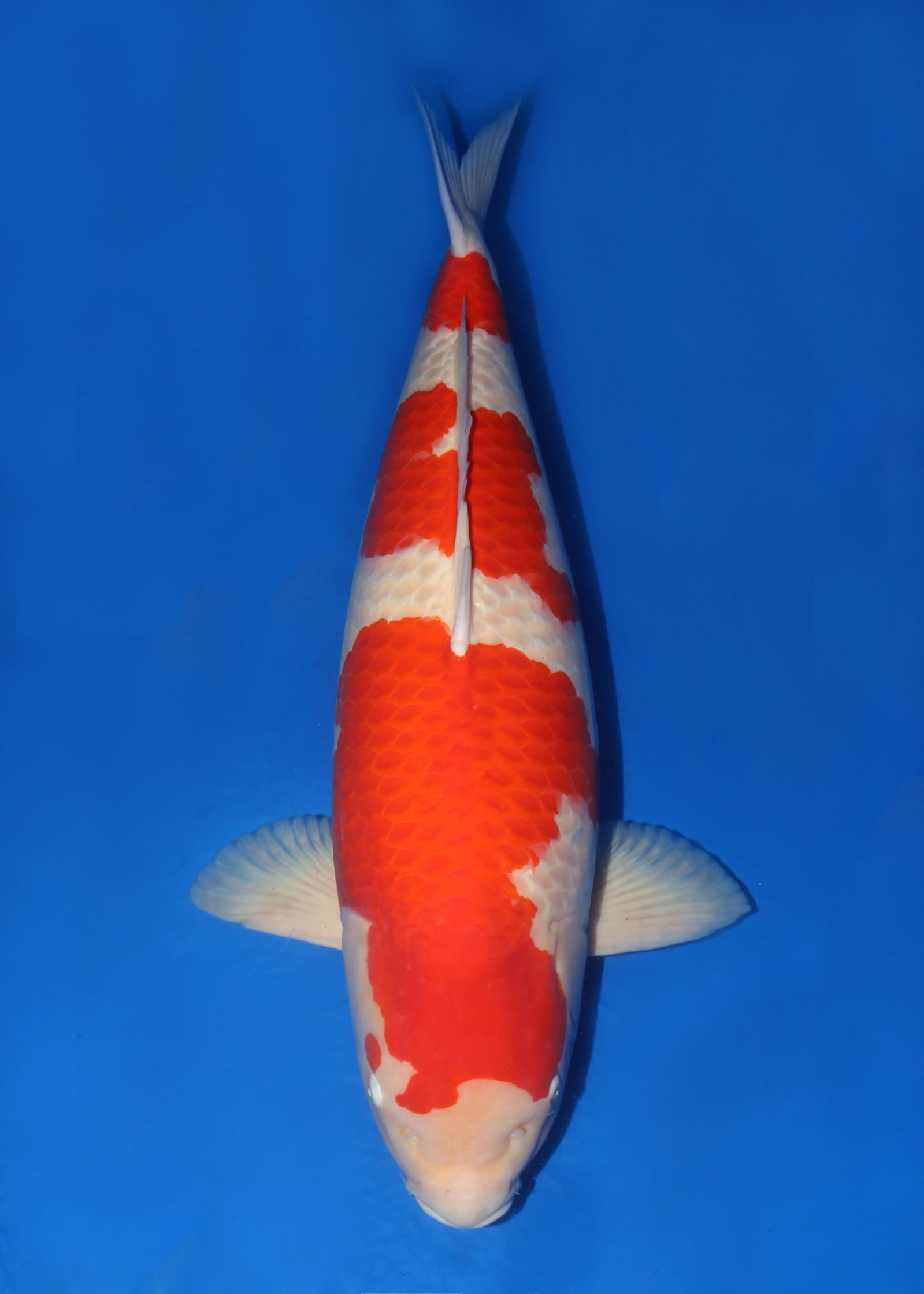 Award Koi Image