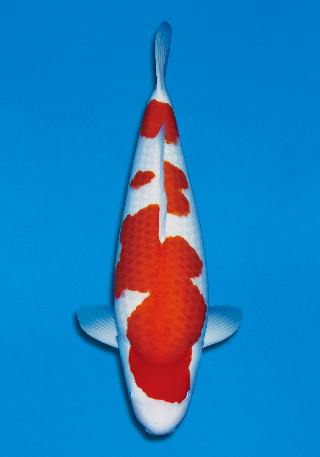 Award Koi Image