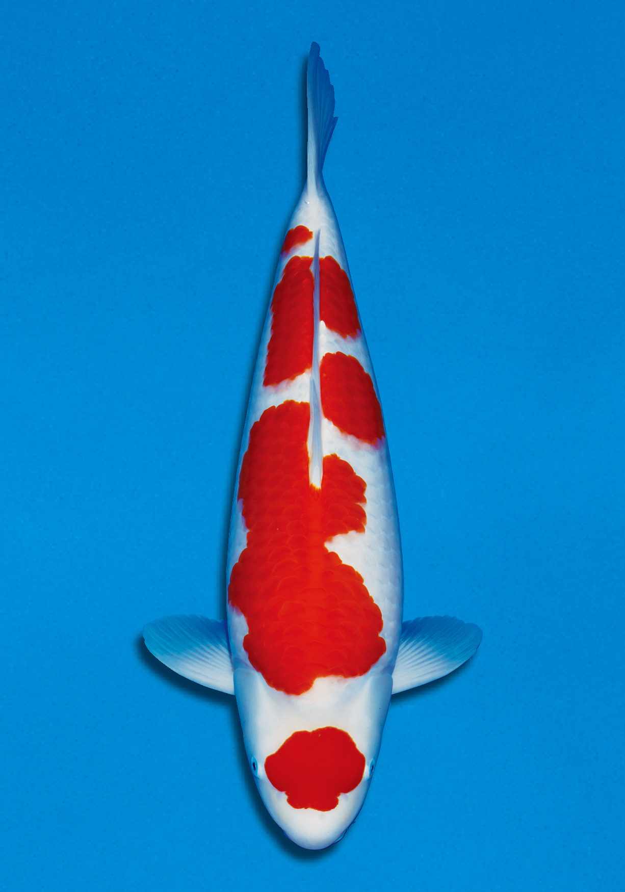 Award Koi Image