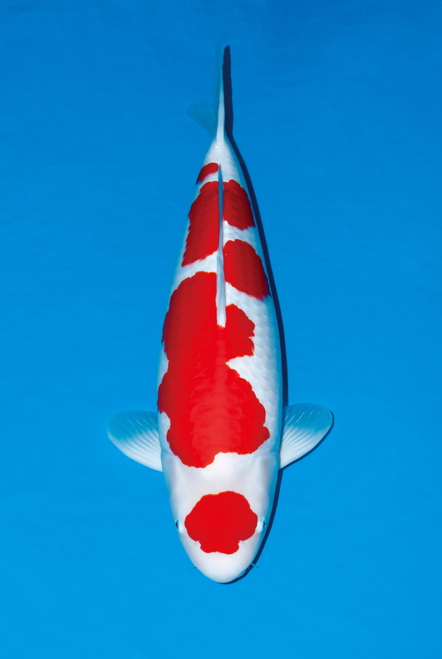Award Koi Image