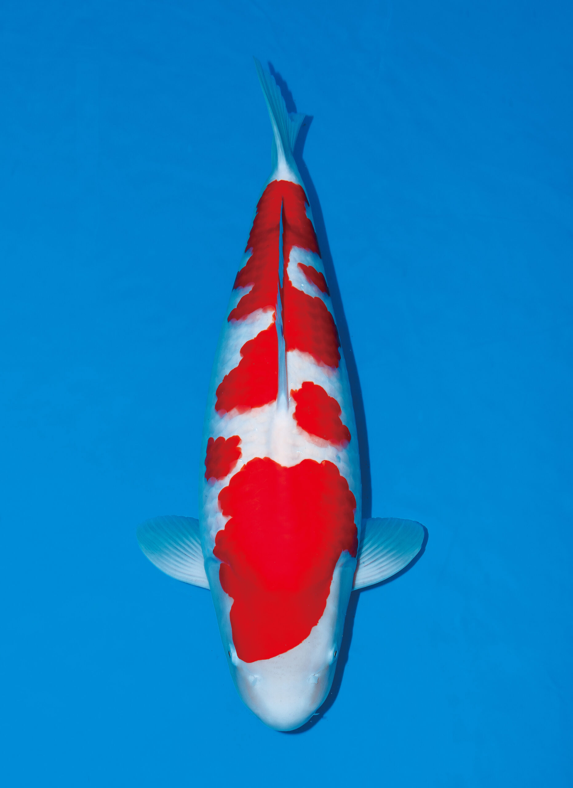 Award Koi Image