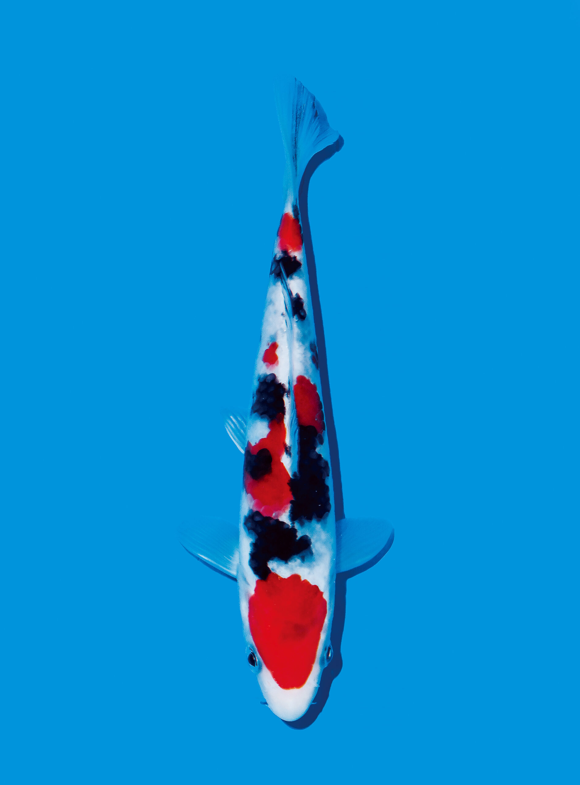 Award Koi Image