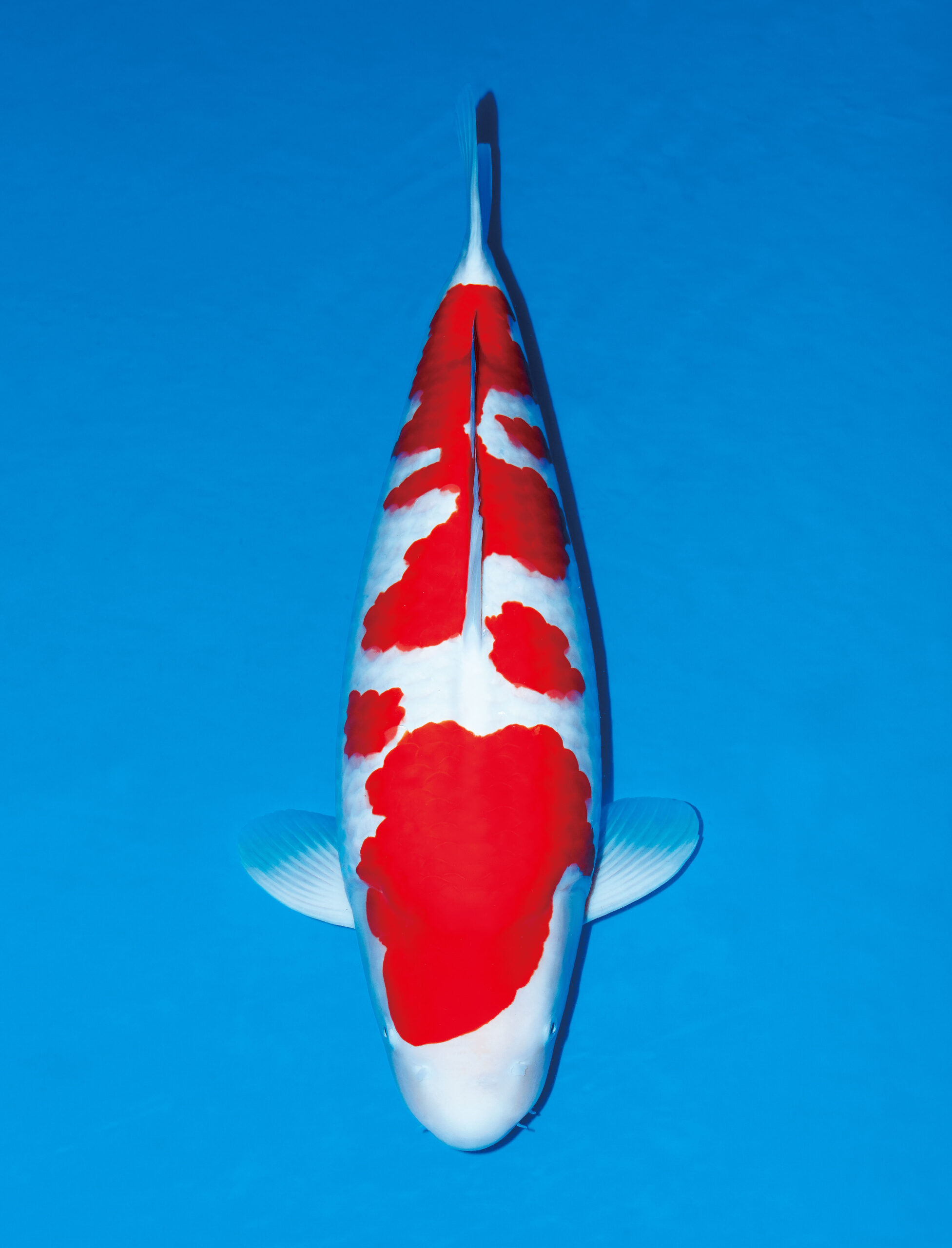 Award Koi Image
