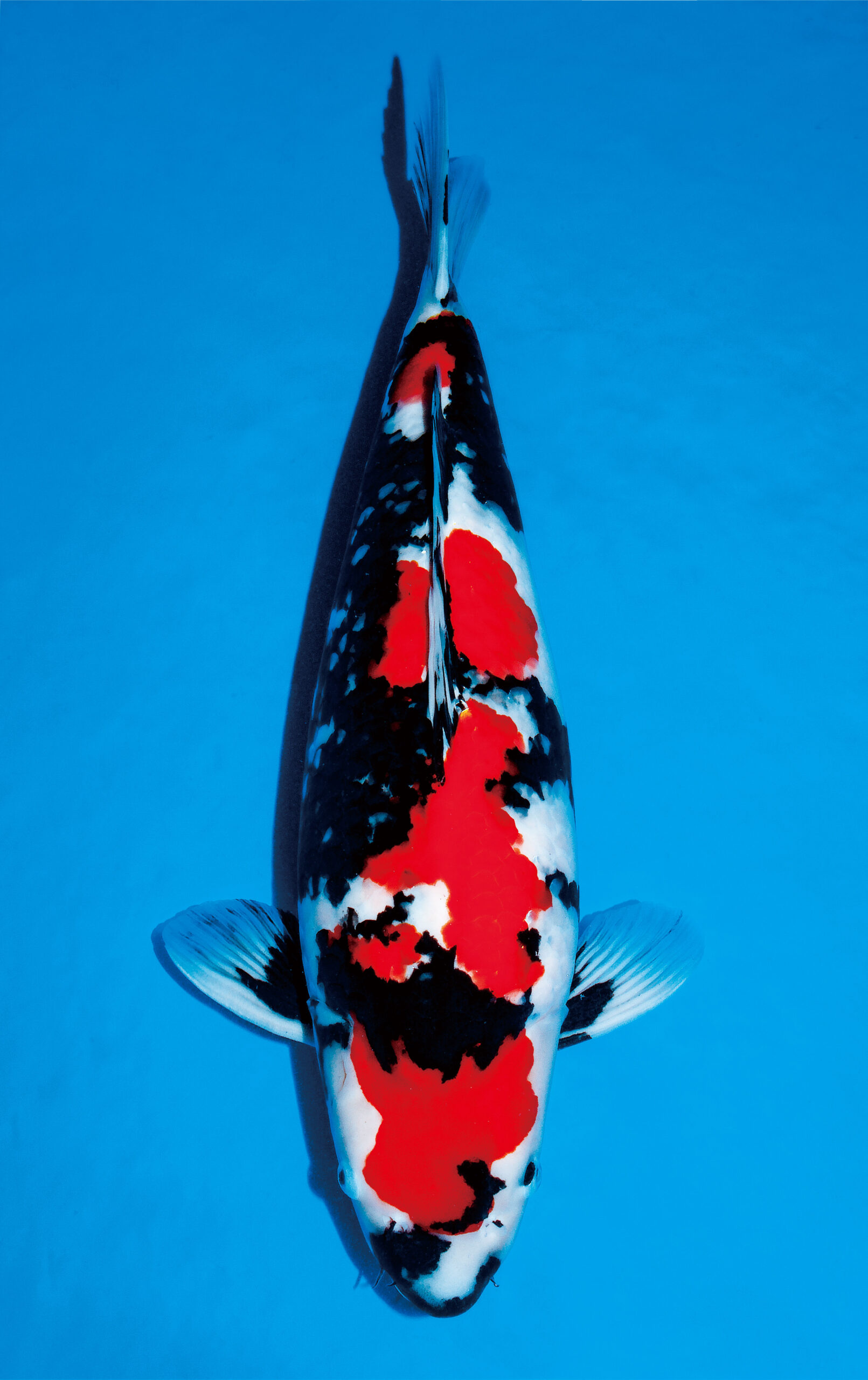 Award Koi Image