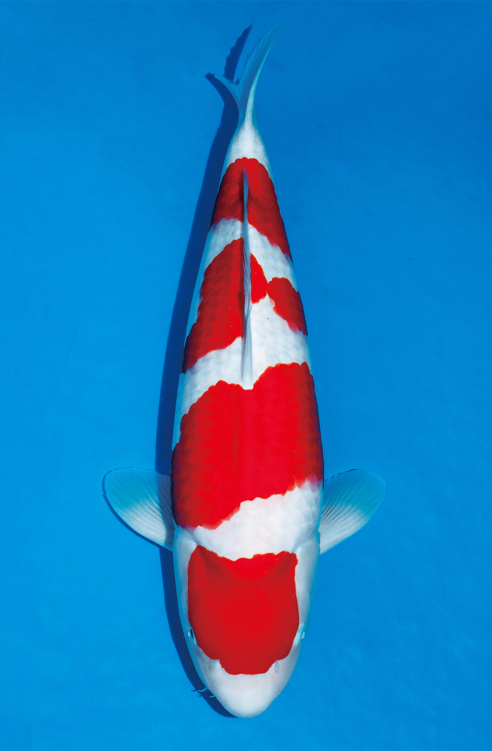 Award Koi Image