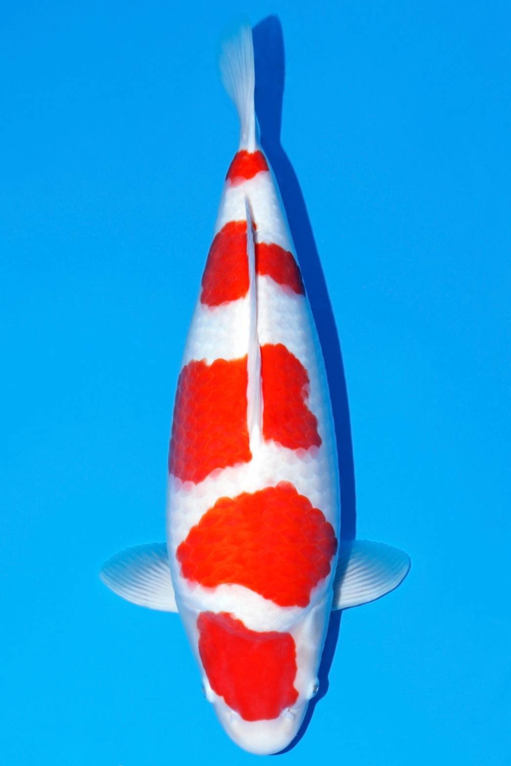 Award Koi Image