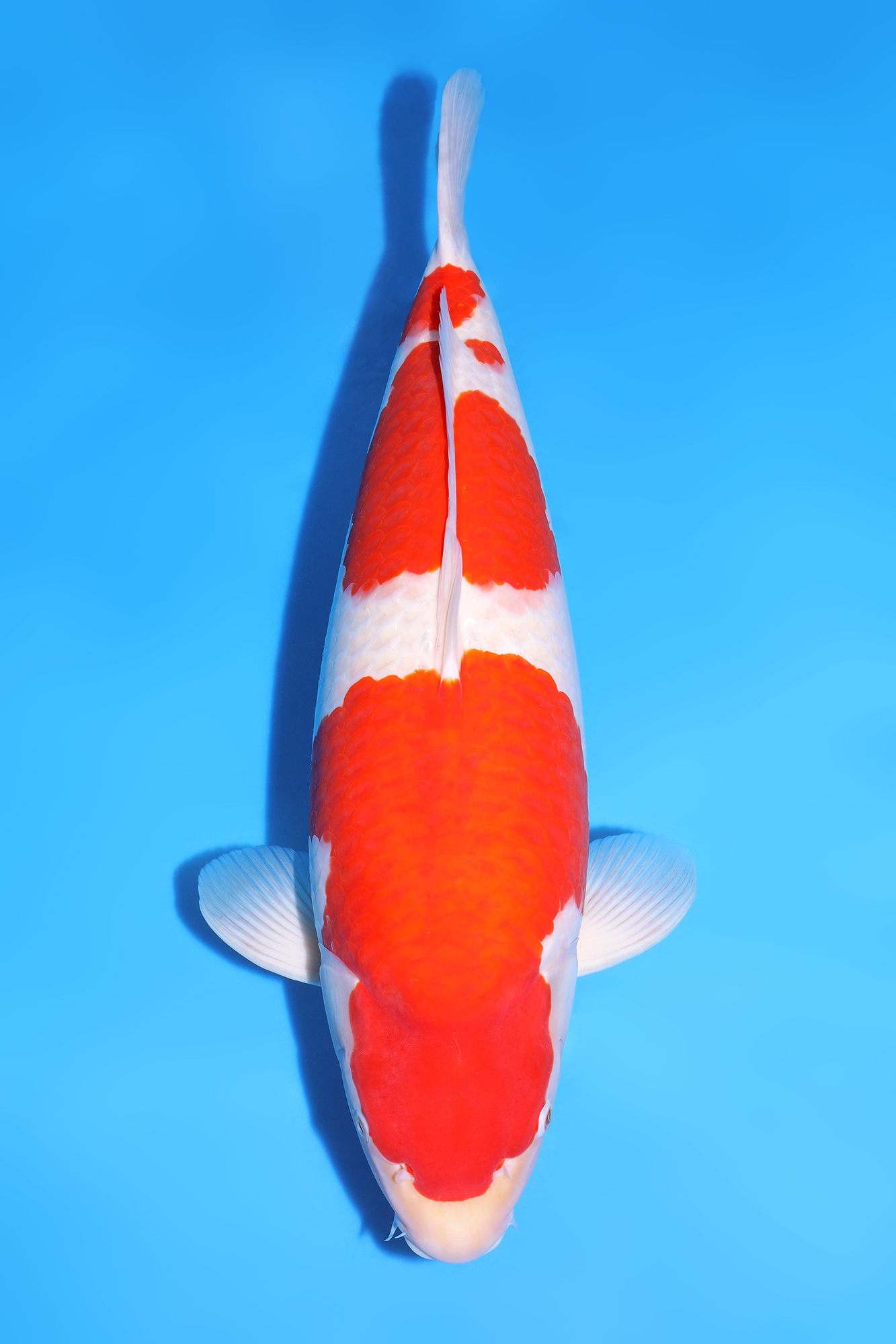 Award Koi Image
