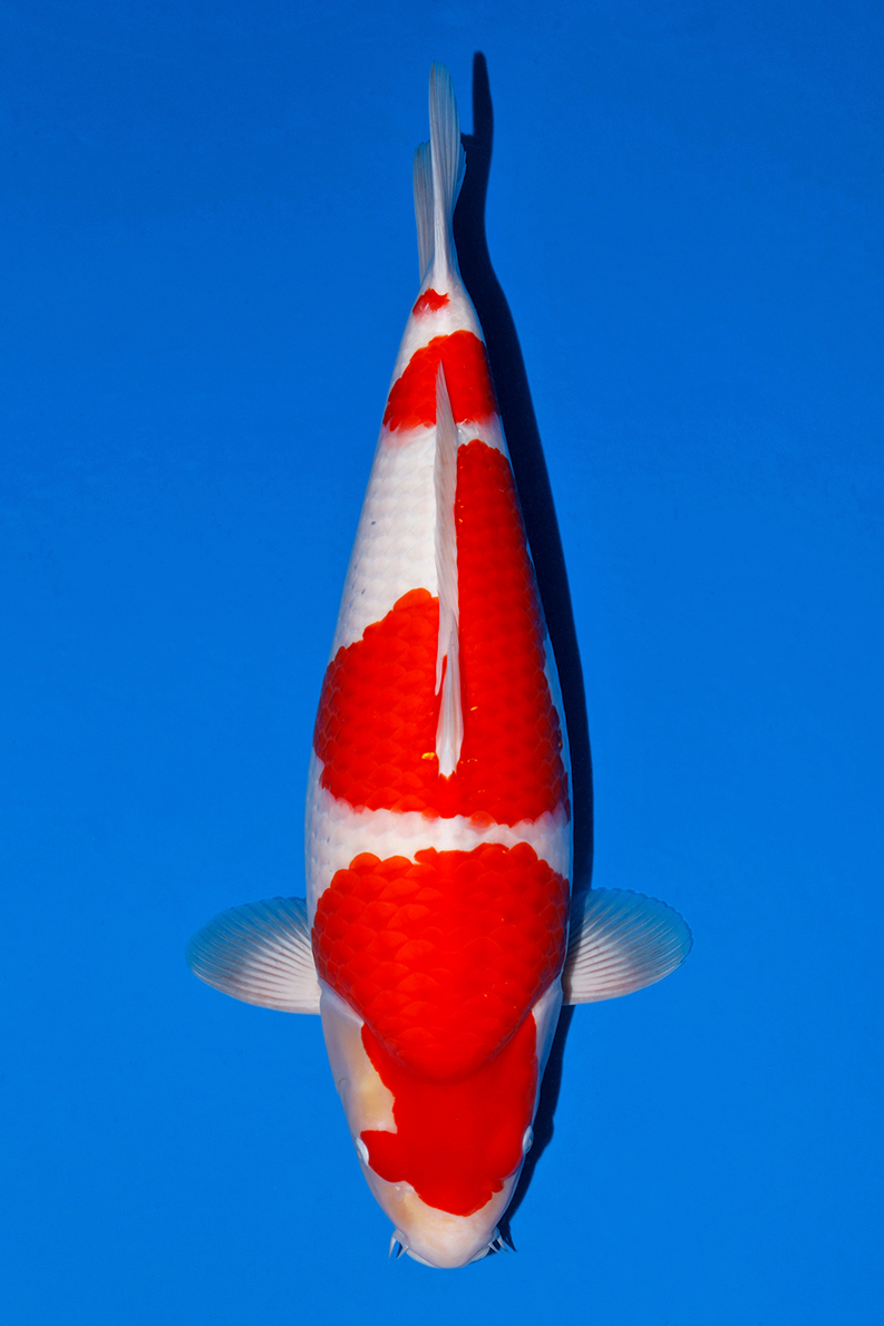 Award Koi Image