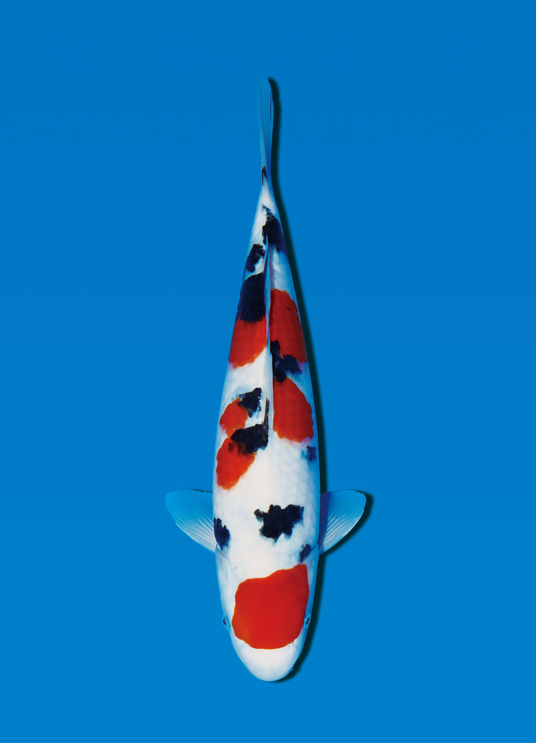 Award Koi Image